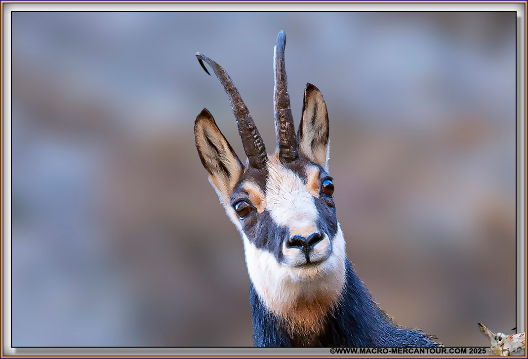 Chamois